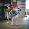 Bandana Chien